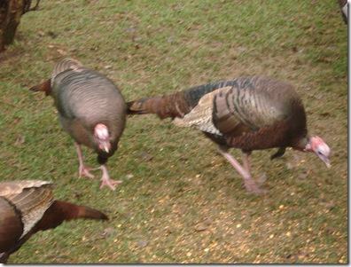 turkeys 005