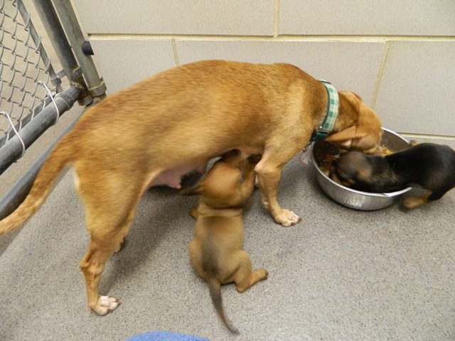 [Humane Society Visit 091[3].jpg]