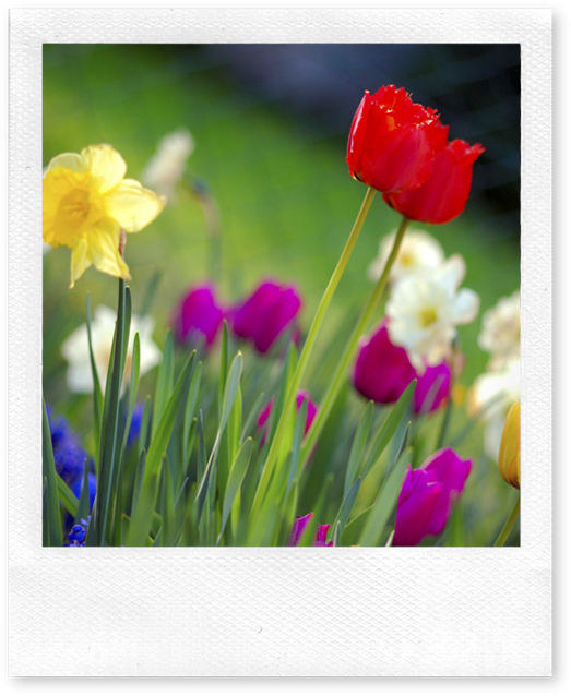 spring