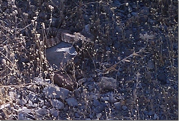 snake3