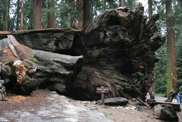 [yosemite 054[2].jpg]