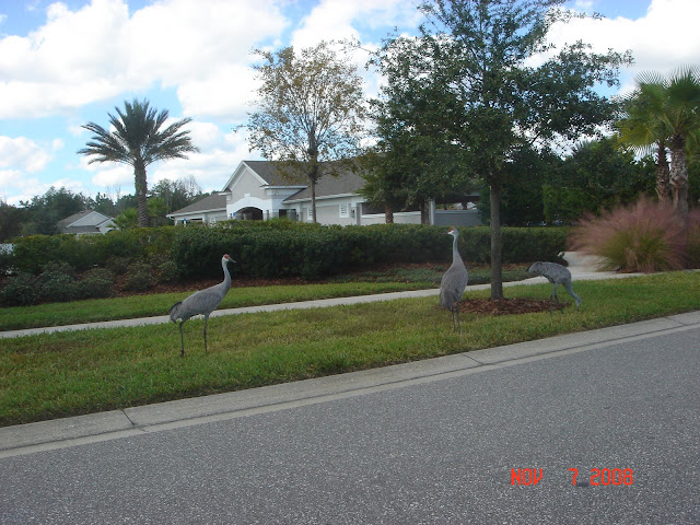 Palm Cove in Wesley Chapel Florida