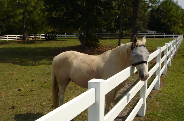 Tampa Bay Equestrian Communities