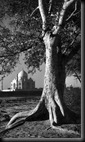 taj_tree
