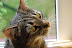 koty0026.jpg