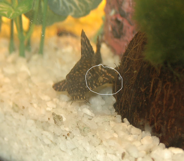 Картинка с форума