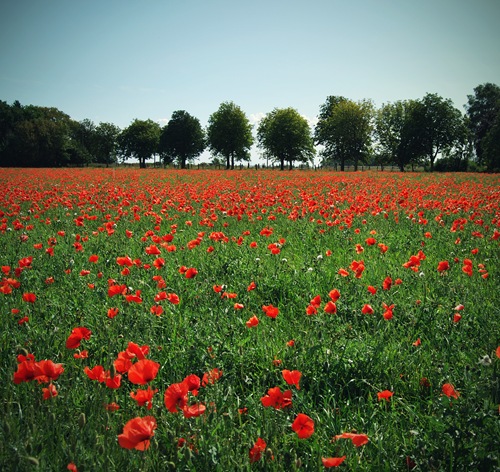 USED field_stock_by_ZanaSoul