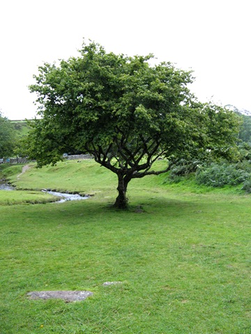 [USED Tree_by_gabriella_stock[3].jpg]