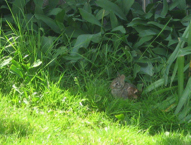here rabbit, rabbit