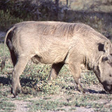 Kruger NP - South Africa