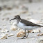 Common Sandpiper