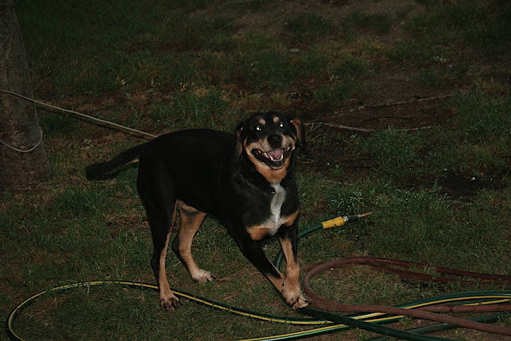 Dog Bilby