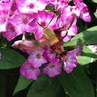 Hummingbird Clearwing Moth