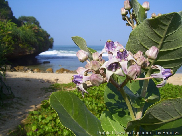 [Hidden Beauty[11].jpg]