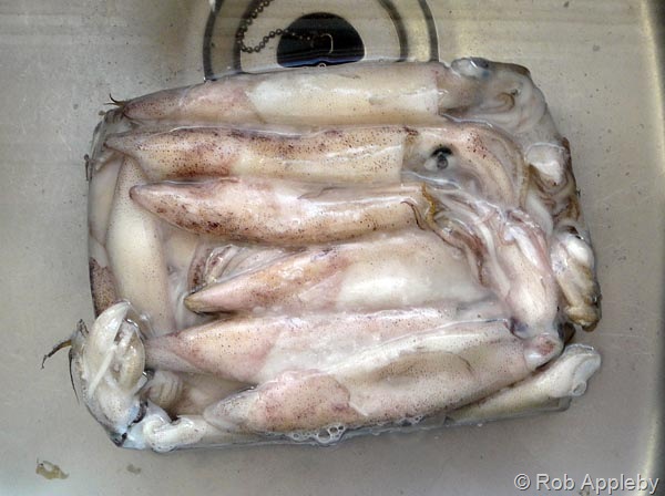 [squid2[3].jpg]