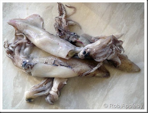 squid3 squid3