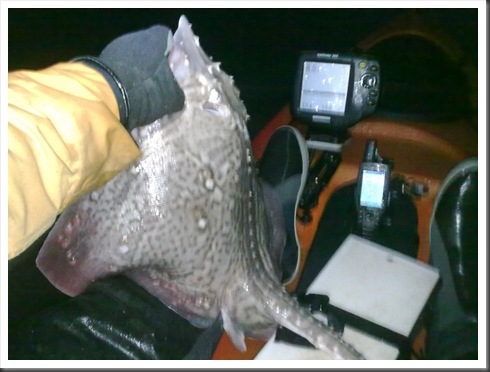 Thornback Ray