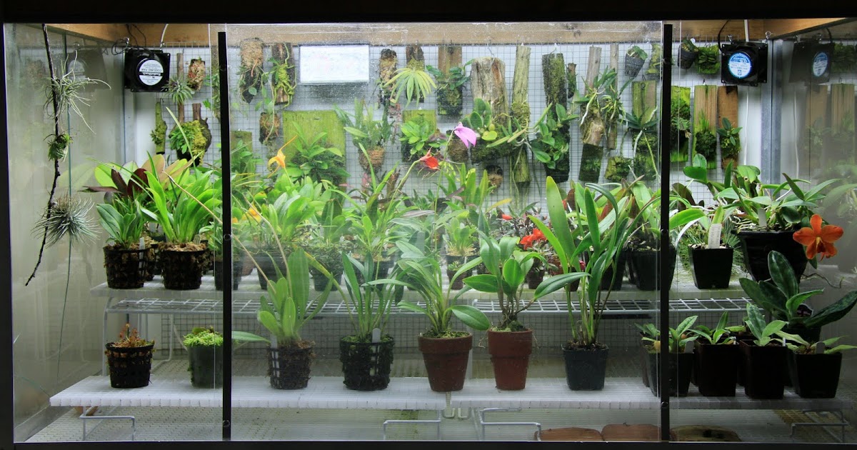 Orchids in Bloom My Orchidarium
