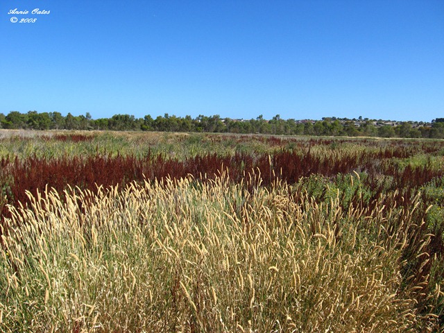 [Variety of Wetlands grasses[4].jpg]