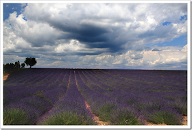 Campo de lavanda, dia nublado Campo de lavanda, dia nublado