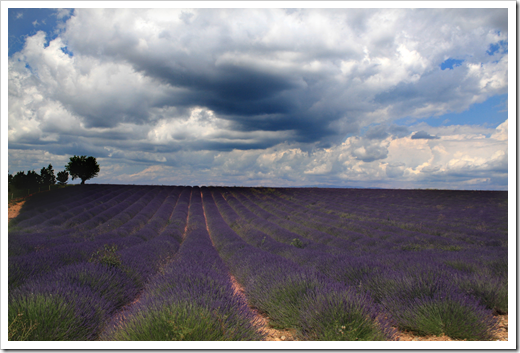 Campo de lavanda, dia nublado Campo de lavanda, dia nublado