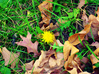 Lone Dandelion