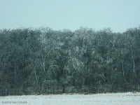 Forest of Ice Two