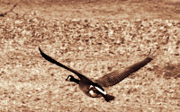 In Flight