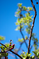 Limbs: (1/4000 sec @ f/1.8; 50mm)