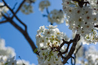Tree of White V: (1/1600 sec @ f/4; 50mm)