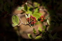 Tiny Berries: (1/1250 sec @ f/3.2; 50mm)