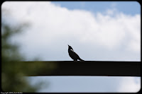 What's Up There?: This bird was just looking up at the sky - but I have no clue what he was actually looking at. Maybe a passing plane? (1/800 sec @ f/6.3; 200mm)