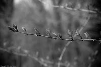 Buds in a Row: A sure sign that spring is on the way, these buds were sprouting on a limb all in a row. (1/80 sec@f/7.1; 50mm)