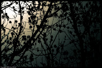 Limbs in Silhouette: Another yellow/blue duotone effect, but it works to marvelous effect here. (1/2000 sec@f/16; 300mm)