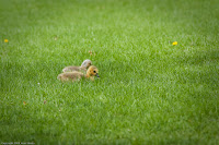 Goslings: (1/500 sec @ f/5; 200mm)