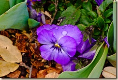 DSC_8259 DSC_8259