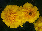 Jan 20 - Marigolds