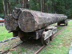 Feb 24 - Timber tramway ; Powelltown