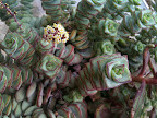 Mar 16 - Square Plant