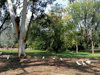 Apr 6 - A 'Sqwark' of Cockatoos