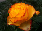 May 11 - Rose