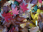 May 13 - Leaf litter