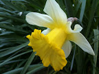 Jul 21 - Daffodil