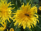Aug 14 - Honey Bee
