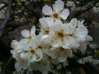 Aug 16 - Plum Blossom