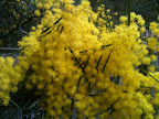 Aug 19 - Wattle Flowers