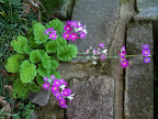Aug 24 - Primula