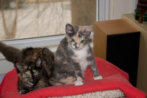 [Margo-kittens-1[4].jpg]