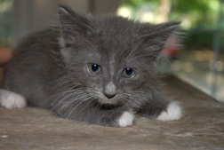 [gray-white-feet[5].jpg]