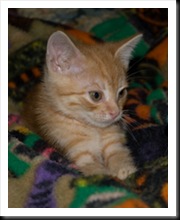 orange-tabby